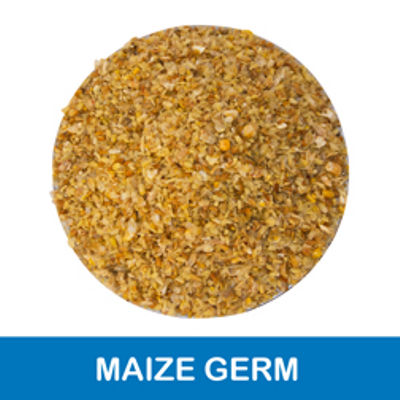Corn Maize Germ
